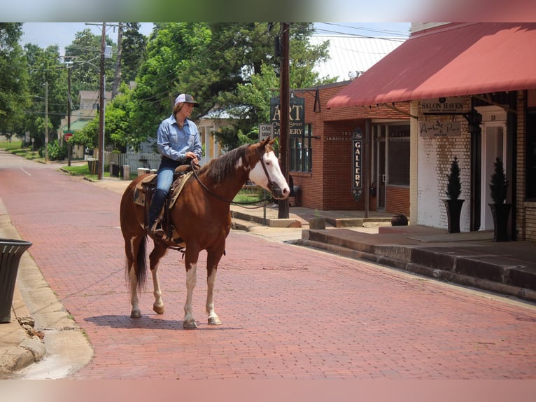 American Quarter Horse Gelding 10 years 15,2 hh Overo-all-colors in Rusk TX