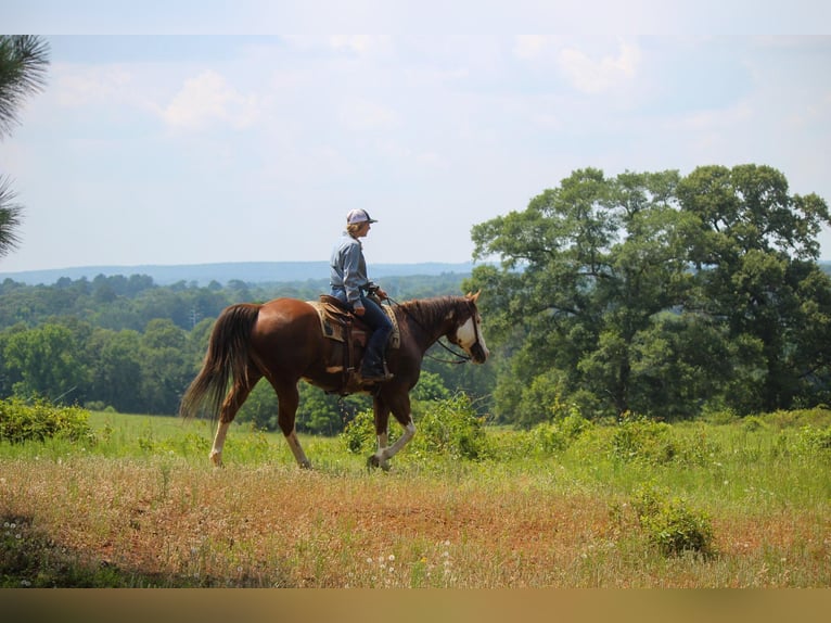 American Quarter Horse Gelding 10 years 15,2 hh Overo-all-colors in Rusk TX