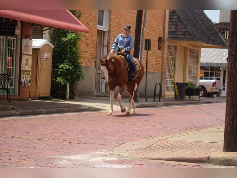 American Quarter Horse Gelding 10 years 15,2 hh Overo-all-colors in Rusk TX