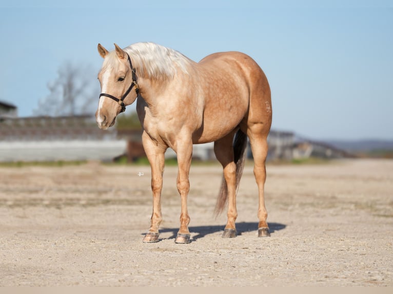 American Quarter Horse Gelding 10 years 15,2 hh Palomino in Weatherford