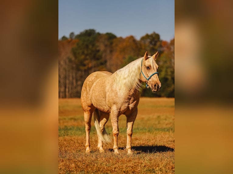 American Quarter Horse Gelding 10 years 15,2 hh Palomino in Lyles, TN