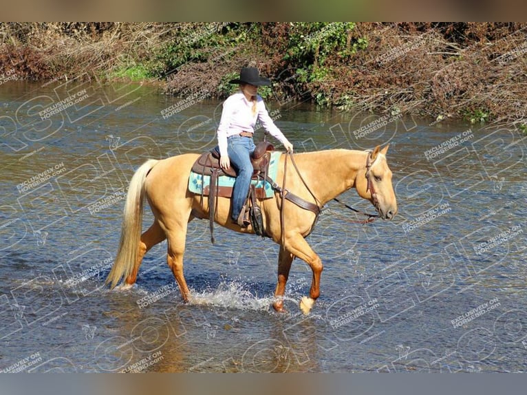 American Quarter Horse Gelding 10 years 15,2 hh Palomino in Clarion, PA