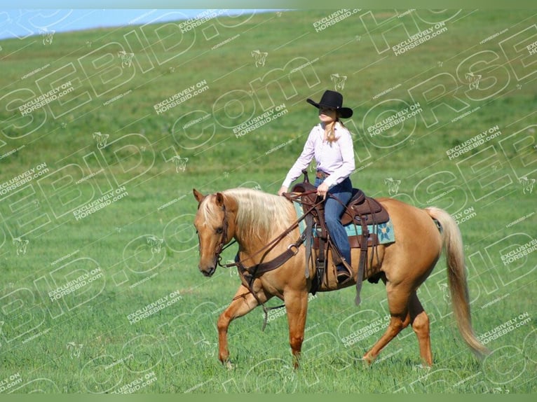 American Quarter Horse Gelding 10 years 15,2 hh Palomino in Clarion, PA