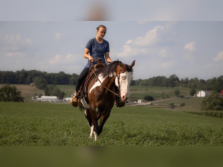 American Quarter Horse Gelding 10 years 15,2 hh Pinto in Millersburg, OH