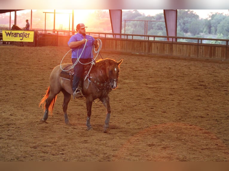 American Quarter Horse Gelding 10 years 15,2 hh Red Dun in Breckenridge TX