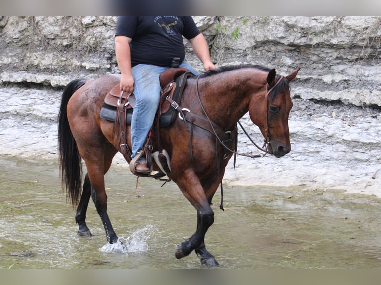 American Quarter Horse Gelding 10 years 15,2 hh Roan-Bay in Morgan Mill TX