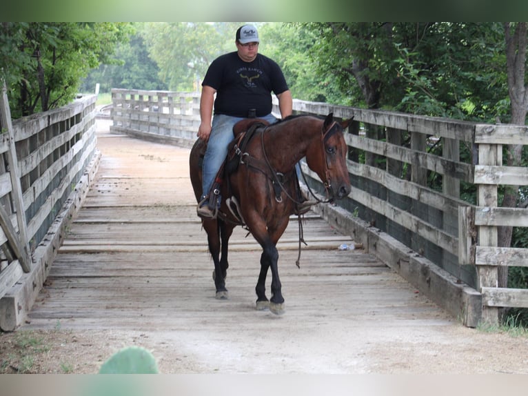 American Quarter Horse Gelding 10 years 15,2 hh Roan-Bay in Morgan Mill TX