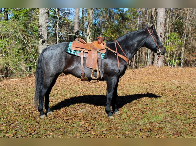 American Quarter Horse Gelding 10 years 15,2 hh Roan-Blue in Purvis
