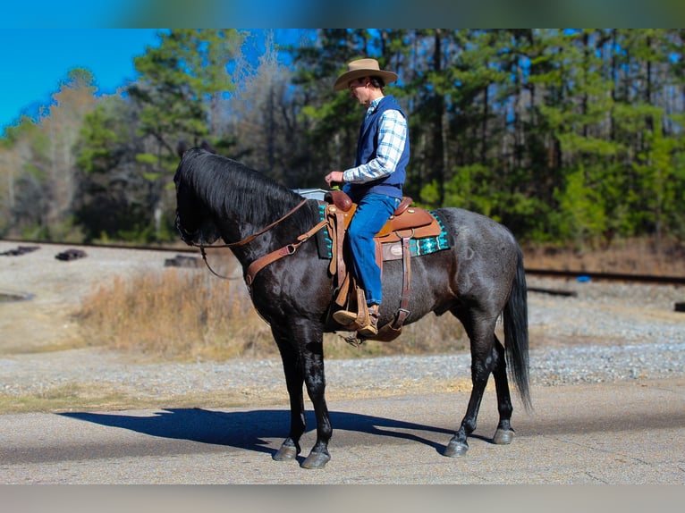 American Quarter Horse Gelding 10 years 15,2 hh Roan-Blue in Purvis