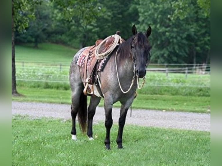 American Quarter Horse Gelding 10 years 15,2 hh Roan-Blue in Sandston VA
