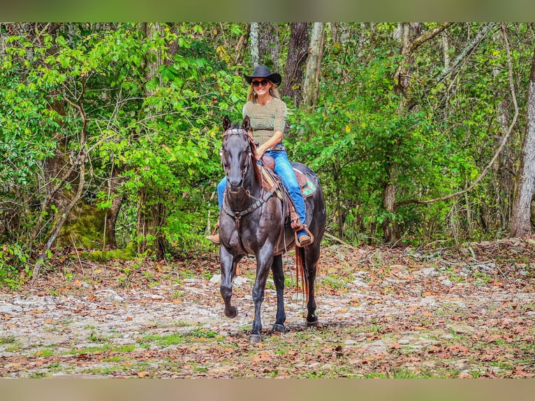 American Quarter Horse Gelding 10 years 15,2 hh Roan-Blue in Flemingsburg KY