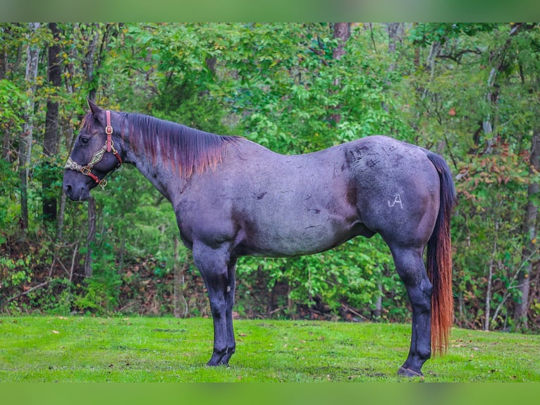 American Quarter Horse Gelding 10 years 15,2 hh Roan-Blue in Flemingsburg KY