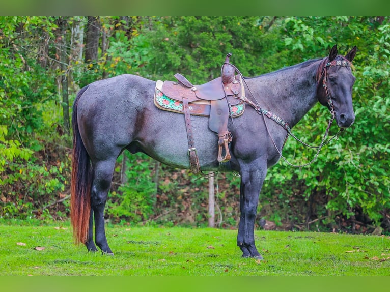 American Quarter Horse Gelding 10 years 15,2 hh Roan-Blue in Flemingsburg KY