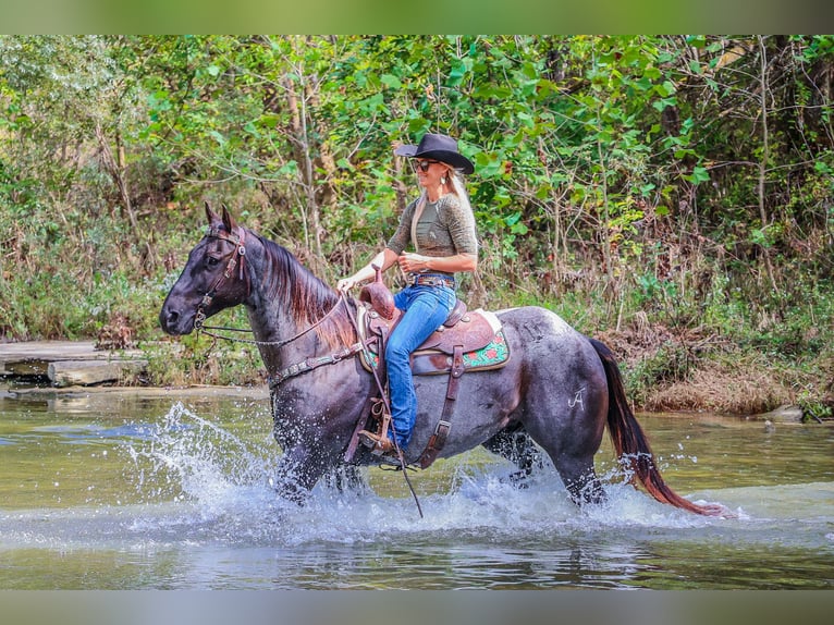 American Quarter Horse Gelding 10 years 15,2 hh Roan-Blue in Flemingsburg KY