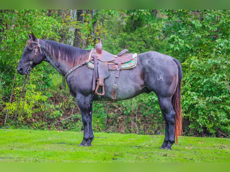 American Quarter Horse Gelding 10 years 15,2 hh Roan-Blue in Flemingsburg KY