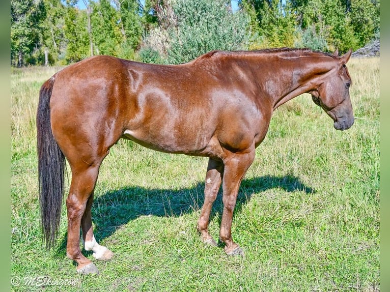 American Quarter Horse Gelding 10 years 15,2 hh Sorrel in Rigby, ID