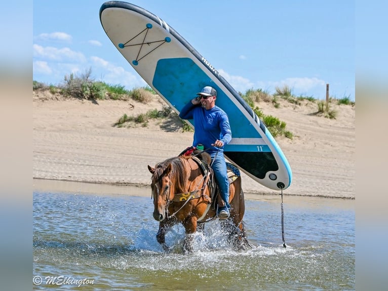 American Quarter Horse Gelding 10 years 15,2 hh Sorrel in Rigby, ID