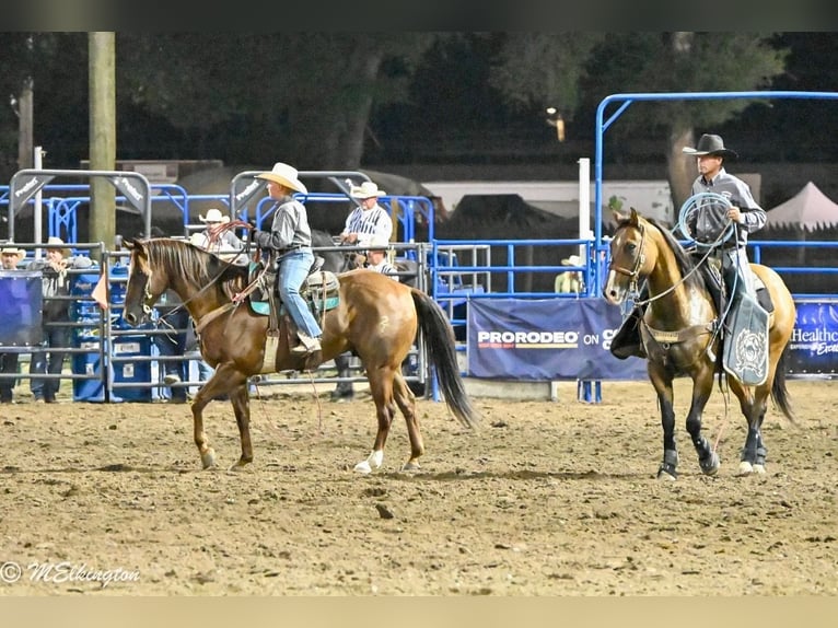 American Quarter Horse Gelding 10 years 15,2 hh Sorrel in Rigby, ID