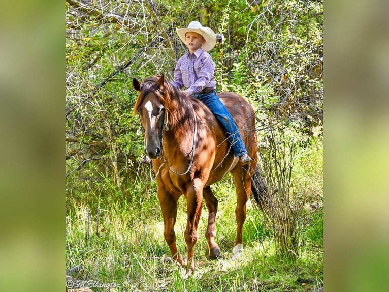 American Quarter Horse Gelding 10 years 15,2 hh Sorrel in Rigby, ID