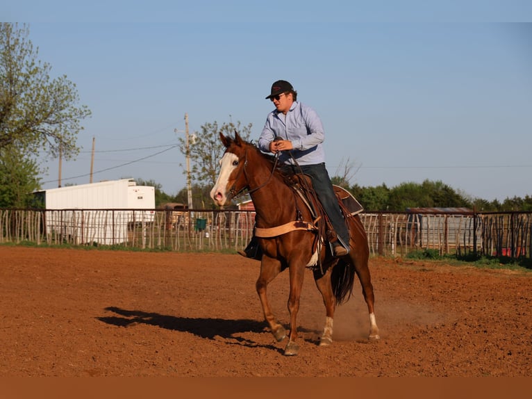 American Quarter Horse Gelding 10 years 15.2 hh Sorrel in Ripley