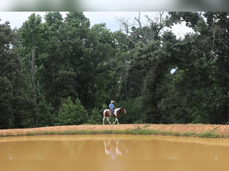 American Quarter Horse Gelding 10 years 15,2 hh Tobiano-all-colors in Grand Saline TX