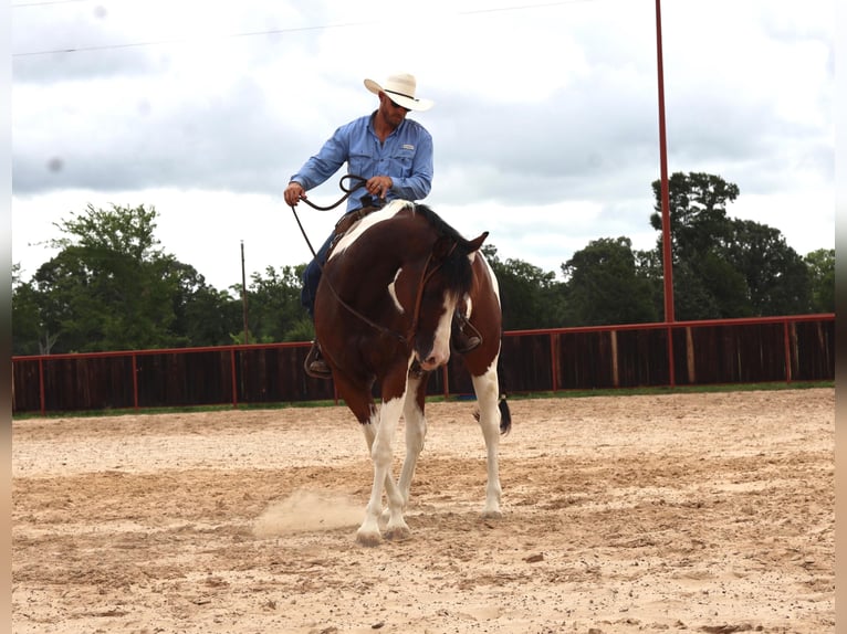 American Quarter Horse Gelding 10 years 15,2 hh Tobiano-all-colors in Grand Saline TX