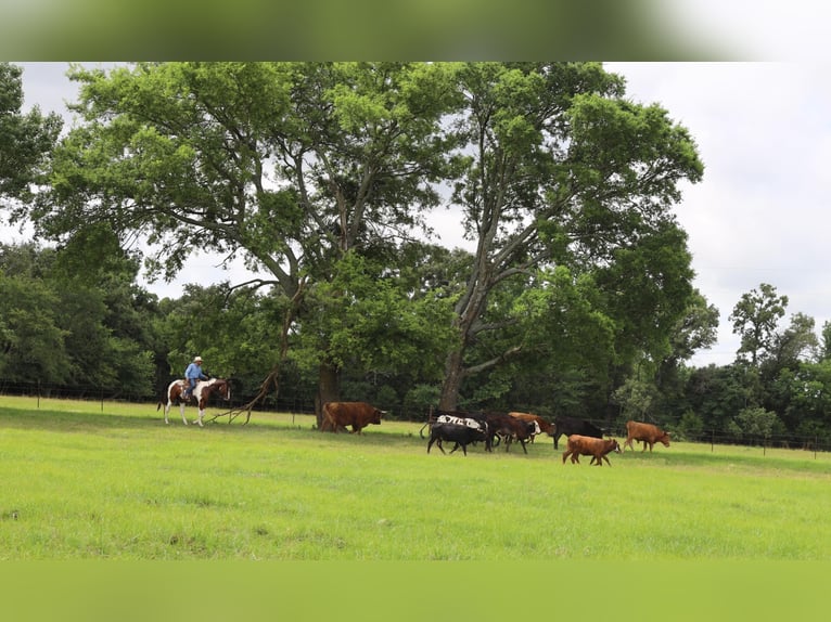 American Quarter Horse Gelding 10 years 15,2 hh Tobiano-all-colors in Grand Saline TX