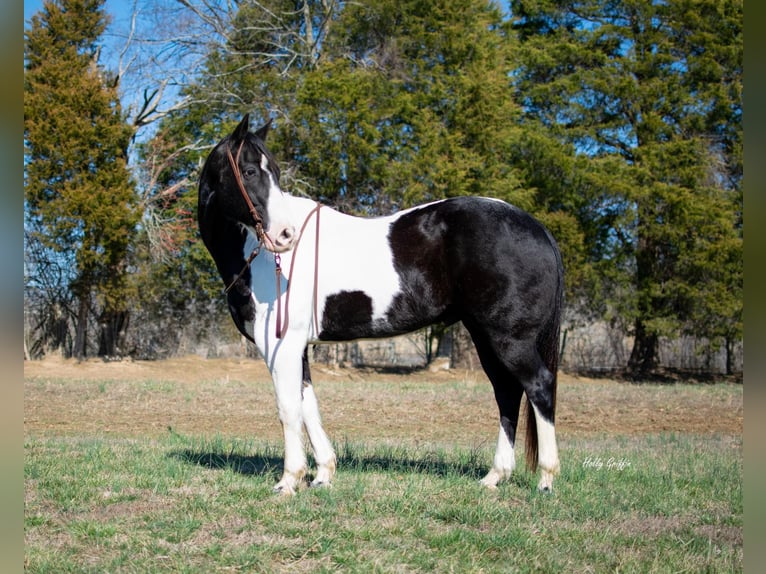 American Quarter Horse Gelding 10 years 15,2 hh Tobiano-all-colors in Greensburg KY