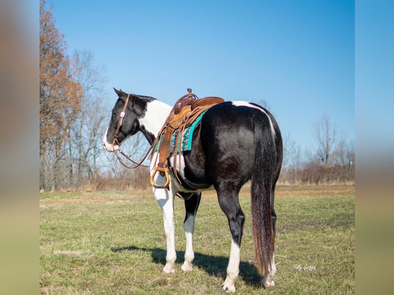 American Quarter Horse Gelding 10 years 15,2 hh Tobiano-all-colors in Greensburg KY
