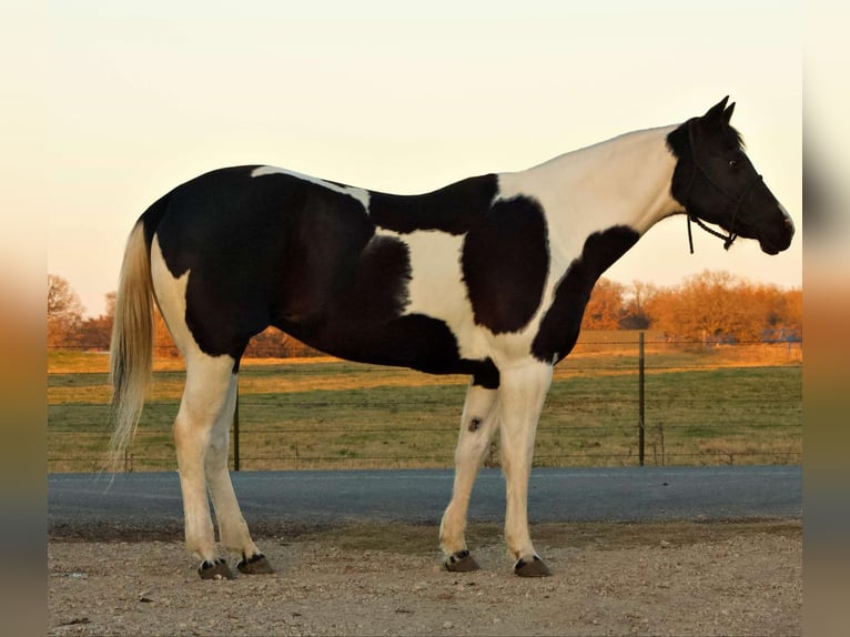 American Quarter Horse Gelding 10 years 15,2 hh Tobiano-all-colors in Terrell TX