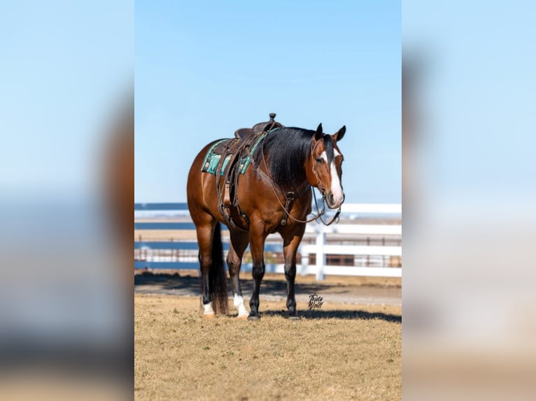 American Quarter Horse Gelding 10 years 15,3 hh Bay in Holland, IA