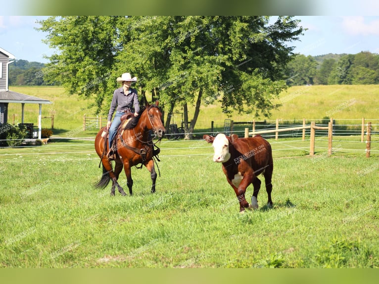 American Quarter Horse Gelding 10 years 15,3 hh Bay in Clarion