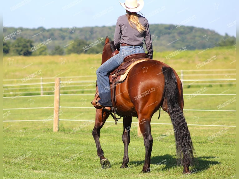 American Quarter Horse Gelding 10 years 15,3 hh Bay in Clarion