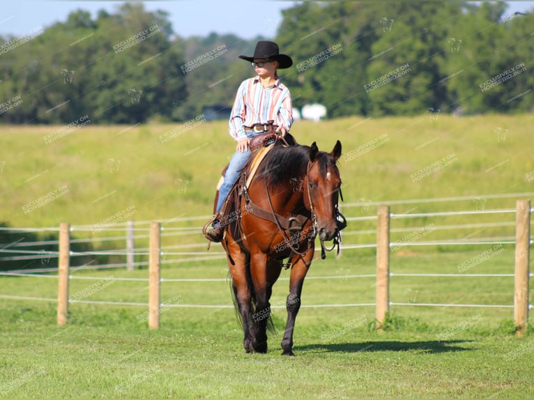 American Quarter Horse Gelding 10 years 15,3 hh Bay in Clarion