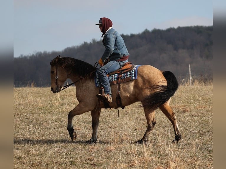 American Quarter Horse Gelding 10 years 15,3 hh Brown-Light in Brodhead KY