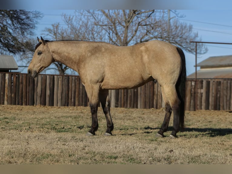 American Quarter Horse Gelding 10 years 15.3 hh Buckskin in Cleburne
