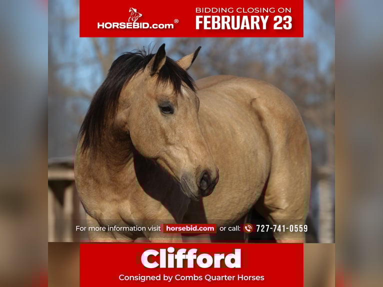 American Quarter Horse Gelding 10 years 15.3 hh Buckskin in Cleburne