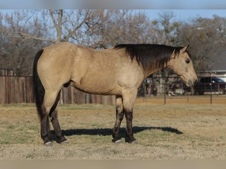 American Quarter Horse Gelding 10 years 15.3 hh Buckskin in Cleburne