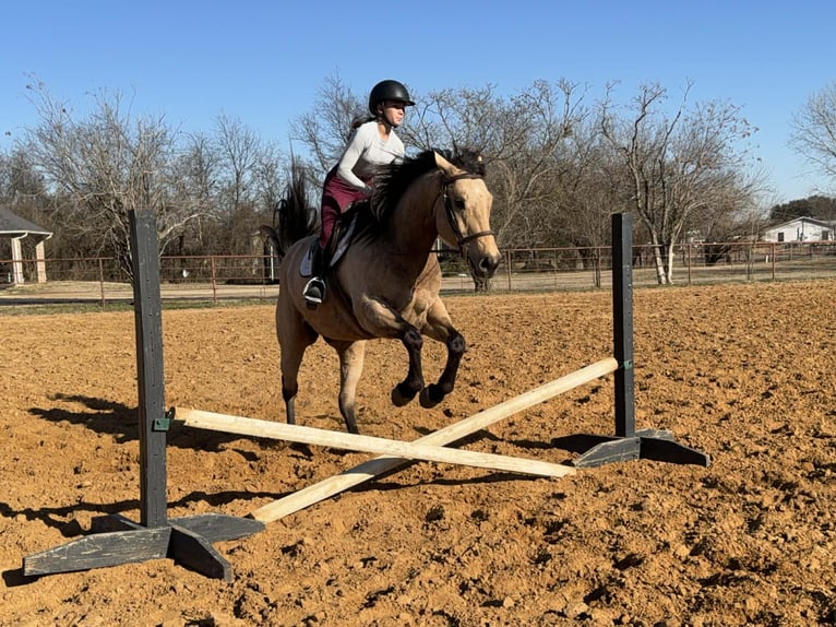 American Quarter Horse Gelding 10 years 15.3 hh Buckskin in Cleburne