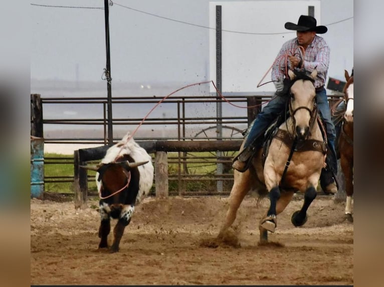 American Quarter Horse Gelding 10 years 15,3 hh Buckskin in Amarillo, TX