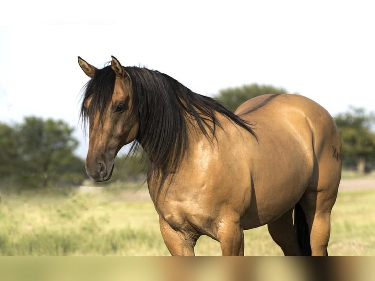 American Quarter Horse Mix Gelding 10 years 15,3 hh Buckskin in Waterford, CA