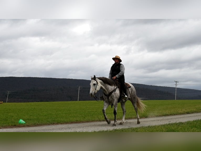 American Quarter Horse Gelding 10 years 15,3 hh Gray in Rebersburg