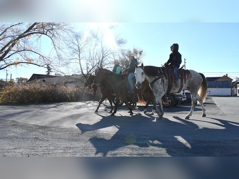 American Quarter Horse Gelding 10 years 15,3 hh Gray in Rebersburg