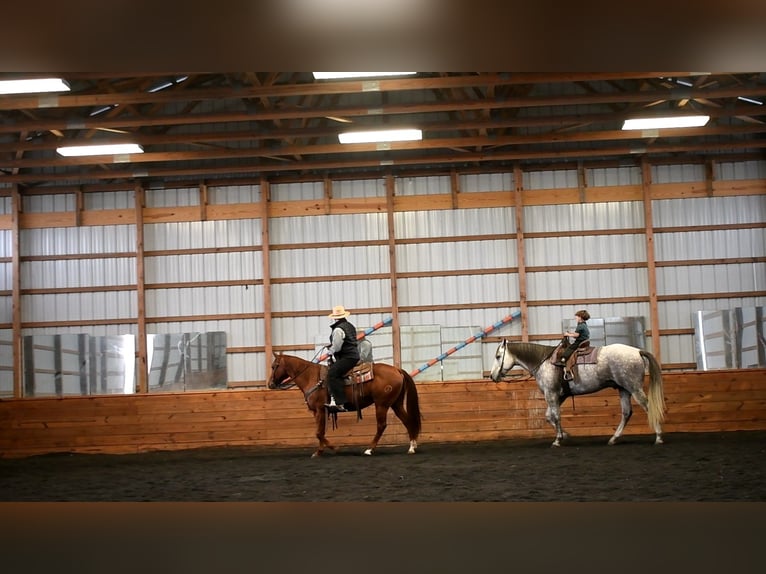 American Quarter Horse Gelding 10 years 15,3 hh Gray in Rebersburg