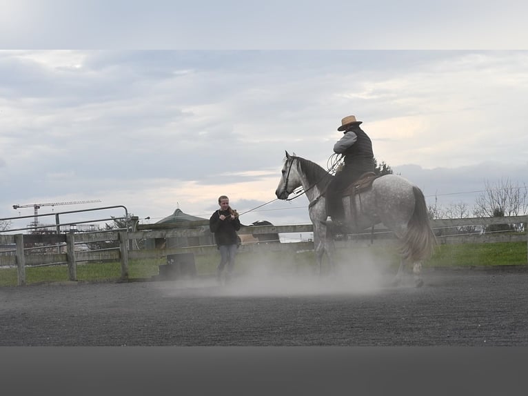 American Quarter Horse Gelding 10 years 15,3 hh Gray in Rebersburg