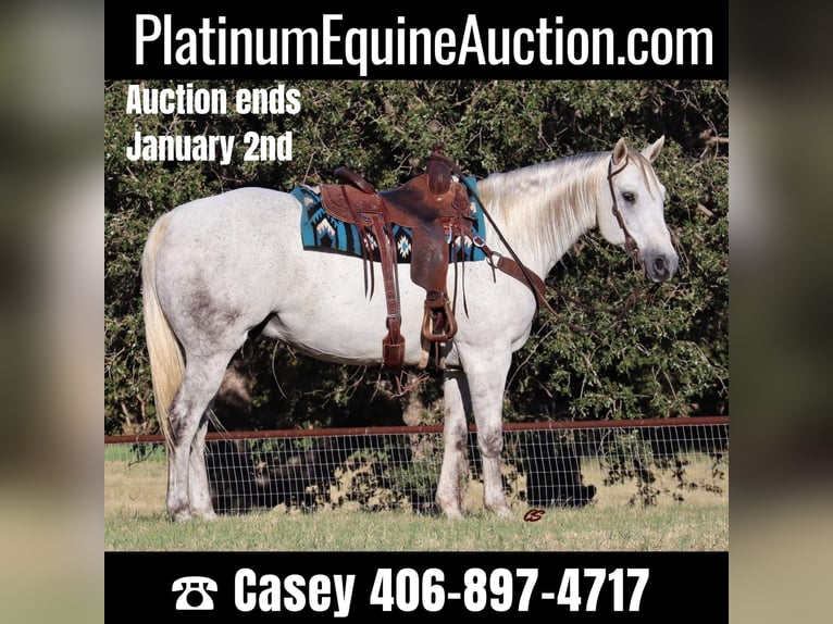 American Quarter Horse Gelding 10 years 15,3 hh Gray in Jacksboro TX