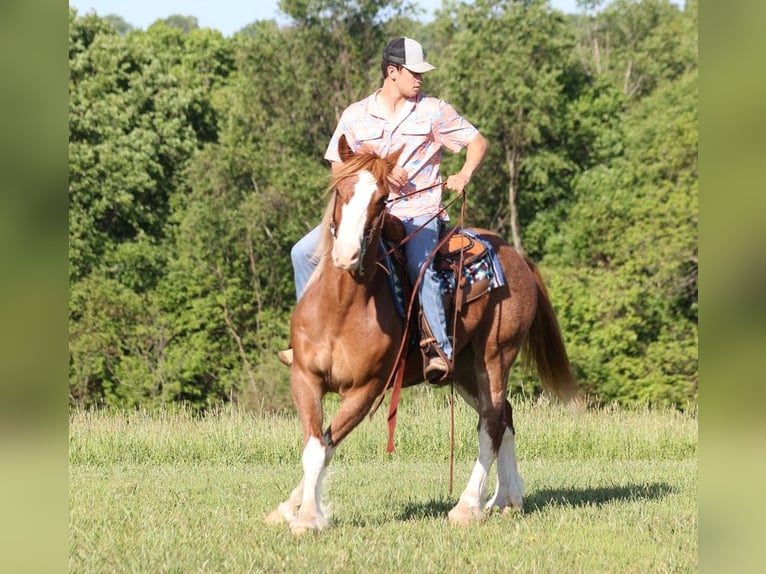 American Quarter Horse Gelding 10 years 15,3 hh in Somerset KY