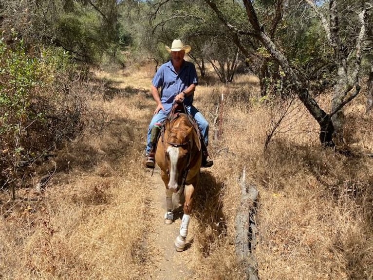 American Quarter Horse Gelding 10 years 15,3 hh Red Dun in Orangevale