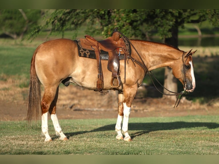 American Quarter Horse Gelding 10 years 15,3 hh Red Dun in Orangevale