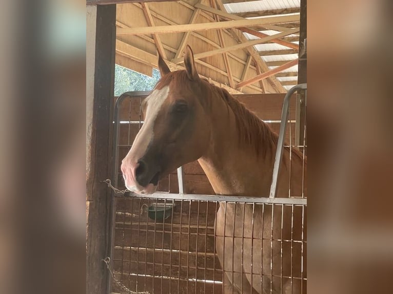 American Quarter Horse Gelding 10 years 15,3 hh Red Dun in Orangevale